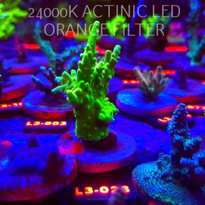 Acropora AUSTERA BANANA (04.01.2026) L3-023  8cm