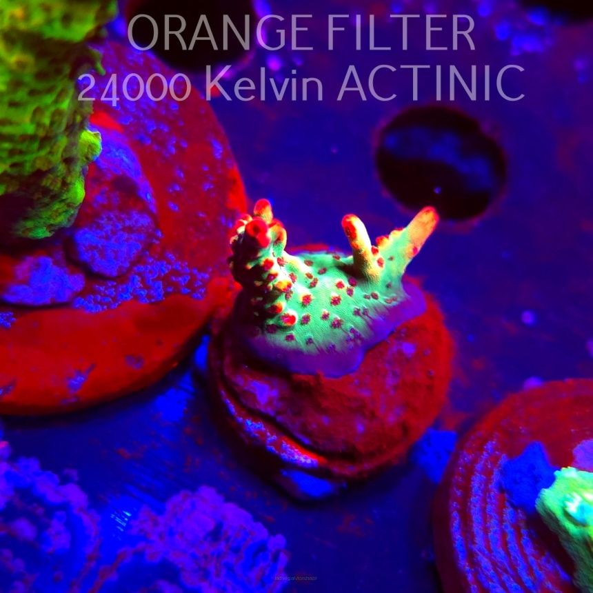 Acropora microclados JMC SIGNATURE STRAWBERRY SHORTCAKE PRIV (08.04.2025) MM6-I-10  2cm