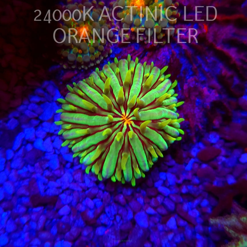 Fungia sp. GREEN (06.03.2026)  3cm