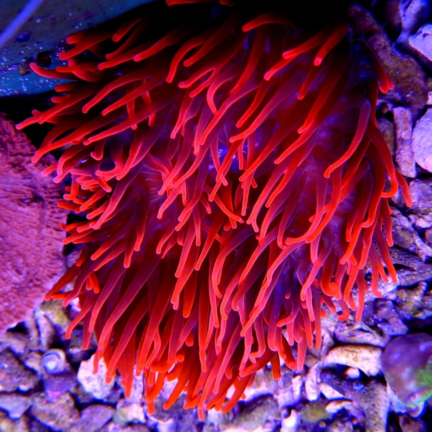 Entacmaea quadricolor RED XL (03.08.2022)