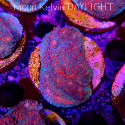 Echinophyllia Lava Rush Chalice (18.05.2025)  5cm