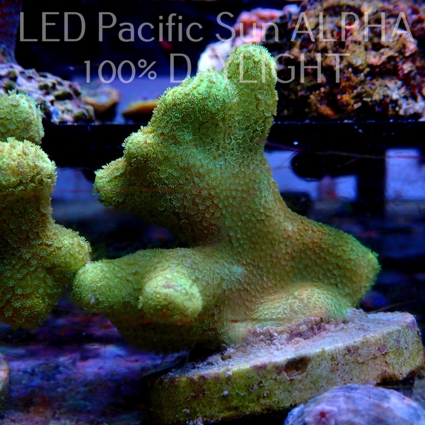 Porites cylindrica YELLOW (23.05.2022)  5cm