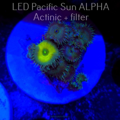 Palythoa NUCLEAR DEATH PALYS (01.09.2025)  7P