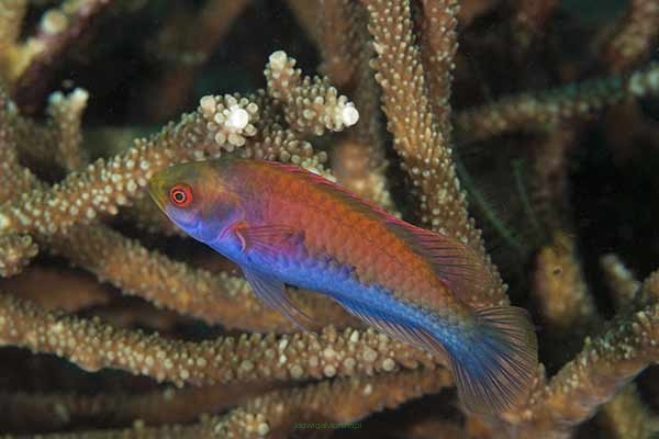 Cirrhilabrus cyanopleura (samica) 6 cm