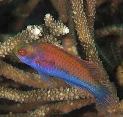 Cirrhilabrus cyanopleura (samica) 6 cm