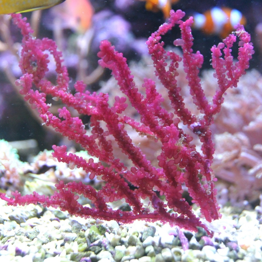 Rhodymenia sp.