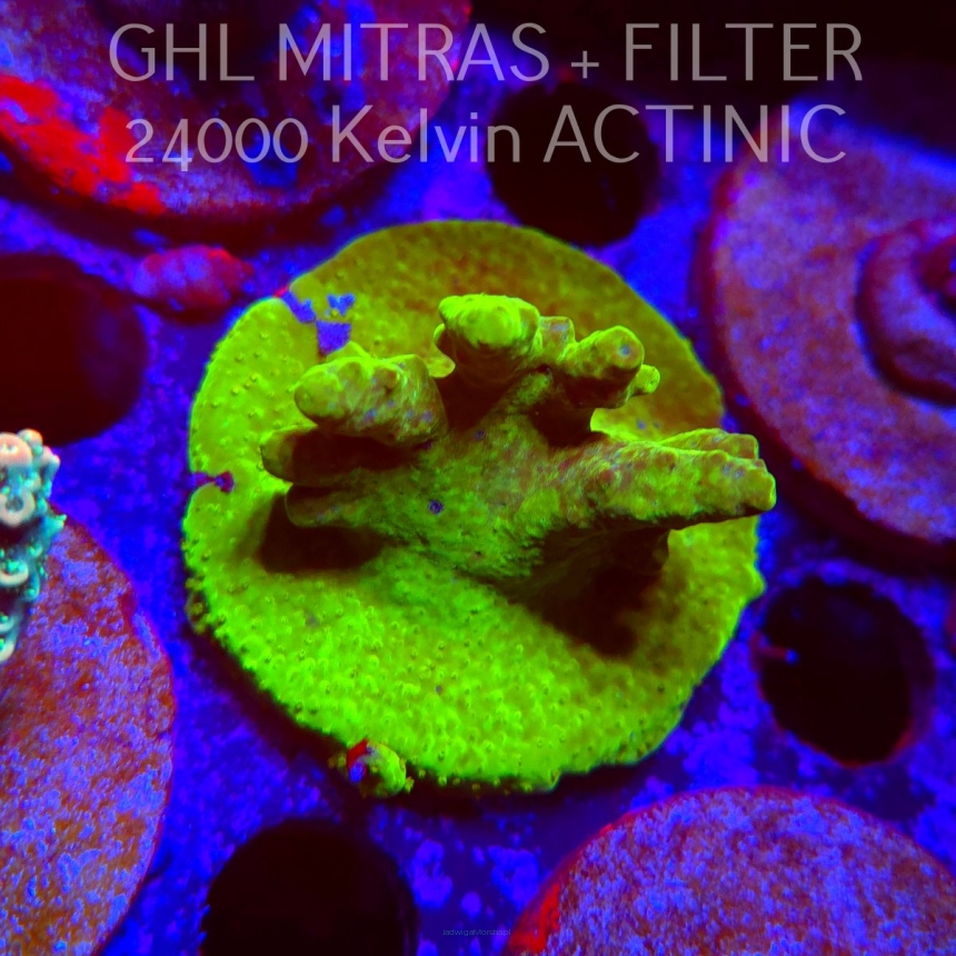 Acropora RR RAINBOW LOOM  (20.02.2025) L4-I-34  5cm
