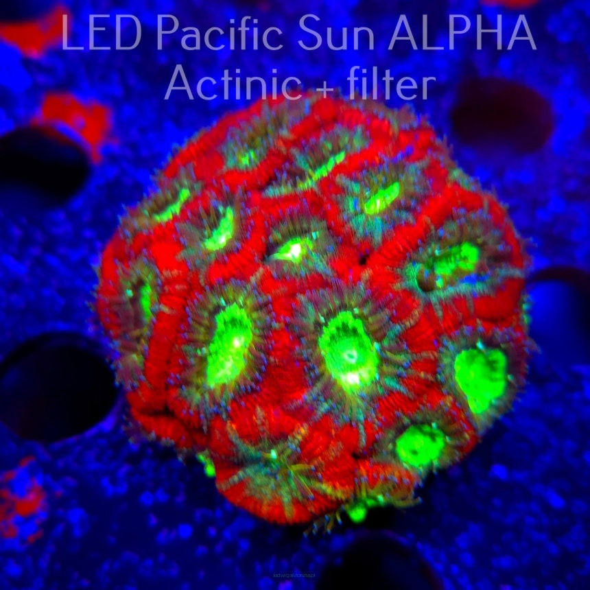 Acanthastrea lordhowensis RED SHOOTING STAR (23.01.2025)  7cm