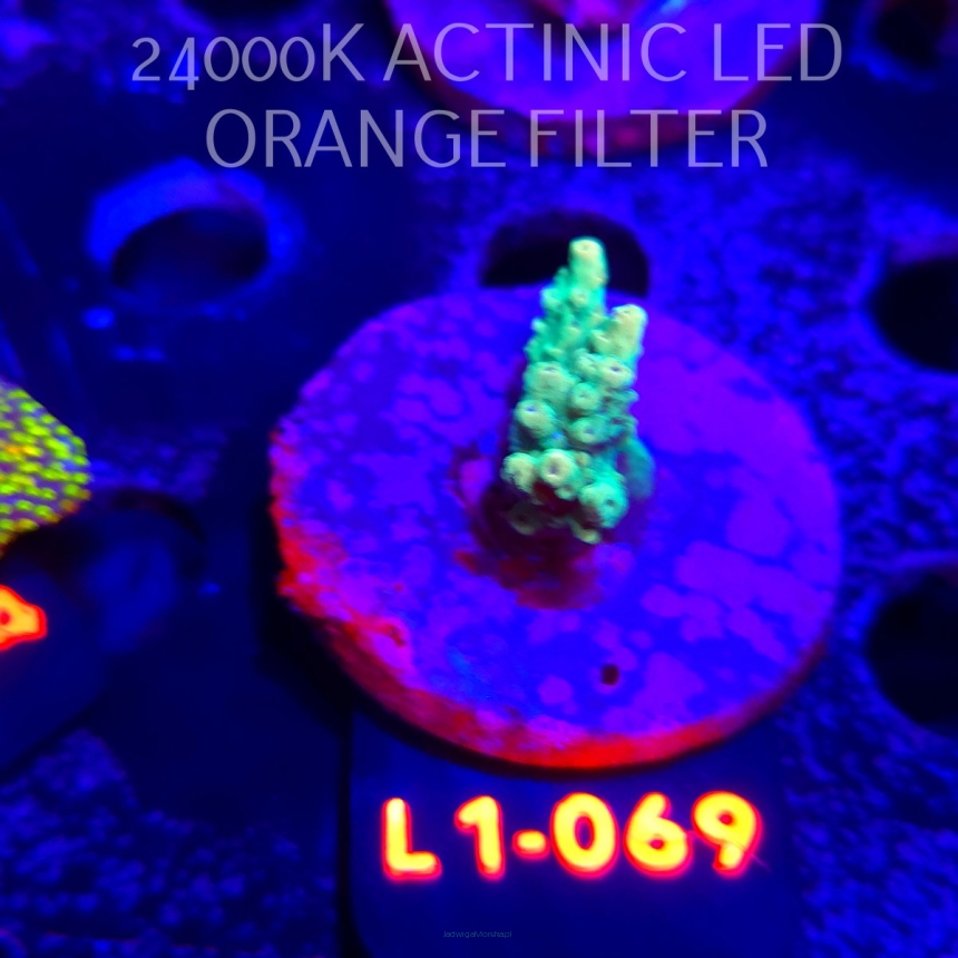 Acropora TG PINK FLOYD ACRO (11.10.2025) L1-069  3cm