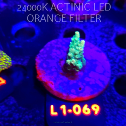 Acropora TG PINK FLOYD ACRO (11.10.2025) L1-069  3cm