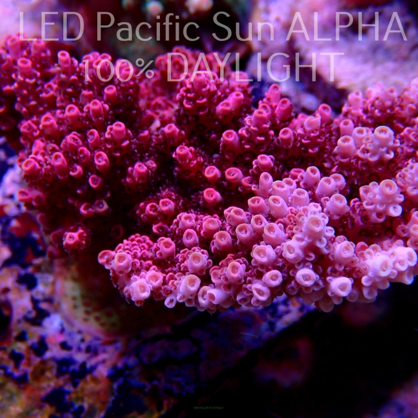 Acropora hyacinthus PINK PASSION XL (15.06.2022) MM4-II-29  12cm