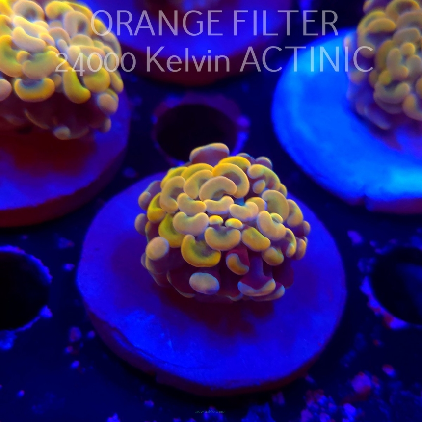  K.O. Euphyllia paraancora GOLDENROD HAMMER (12.12.2025)  1 HEAD