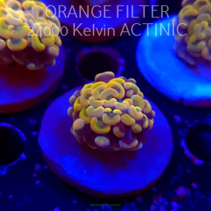  K.O. Euphyllia paraancora GOLDENROD HAMMER (12.12.2025)  1 HEAD