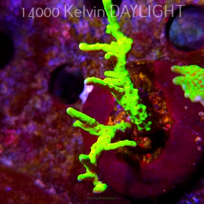 Anacropora WWC SLIMEBALL (09.05.2025) MM1-I-1  5cm