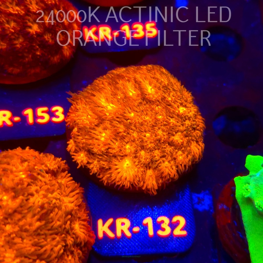 Leptastrea pruinosa JOHN DEERE (14.01.2026) KR-132  5cm