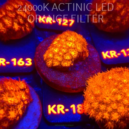 Leptastrea pruinosa JOHN DEERE (14.01.2026) KR-184  4cm