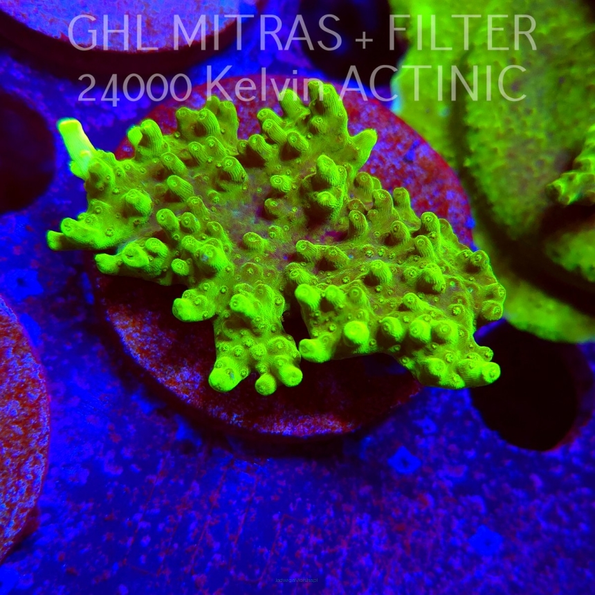 Acropora WWC Castells Banana (20.02.2025) L4-I-31  6cm