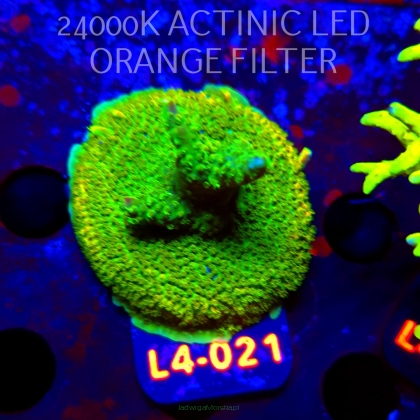 Acropora RR RAINBOW LOOM  (06.01.2026) L4-021  5cm