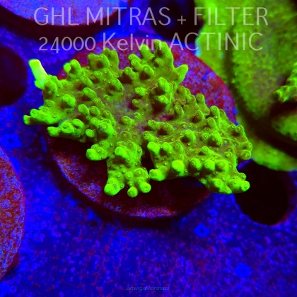 Acropora WWC Castells Banana (20.02.2025) L4-I-31  6cm