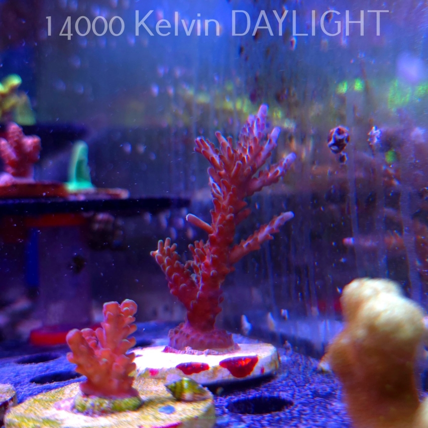 Acropora sp. AUSTRALIA (19.06.2025) L3-I-40  9cm