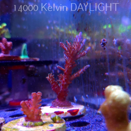 Acropora sp. AUSTRALIA (19.06.2025) L3-I-40  9cm