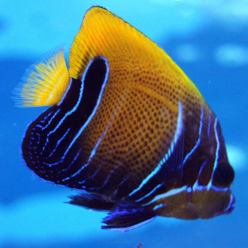 Pomacanthus Navarchus rozmiar 13 cm