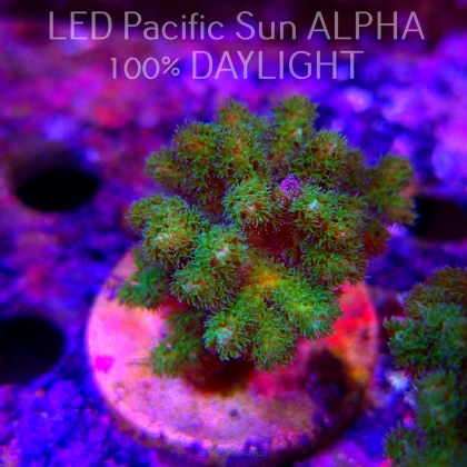Pocillopora damicornis NEON GREEN (23.01.2025)  7cm