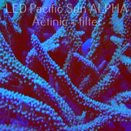   Acropora formosa BLUE JEANS (15.06.2022) MM4  10cm CTO