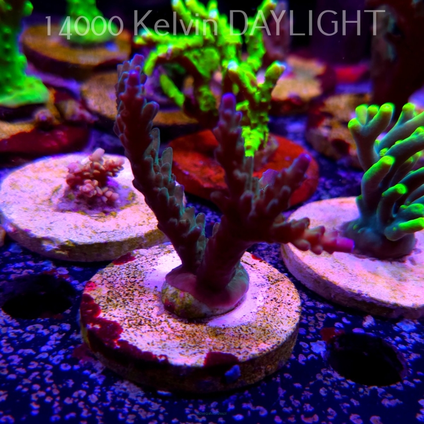 Acropora sp AUSTRALIA (24.05.2025) L2-II-24  7cm