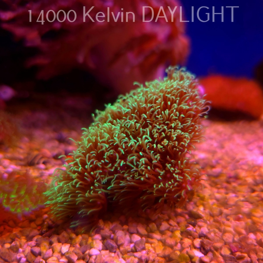 Briareum sp. FLUO (18.05.2025)
