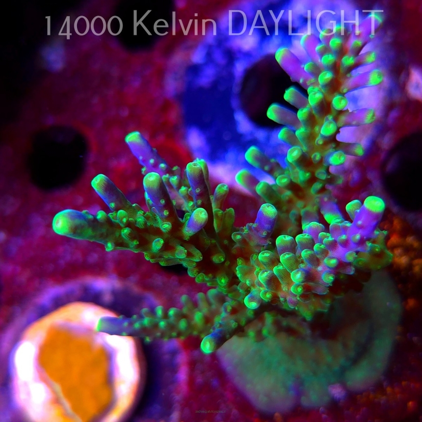 Acropora JMC PRINCESS (09.05.2025) MM1-I-14  9cm