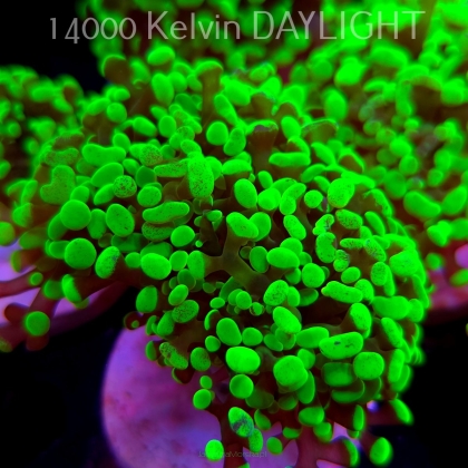 Euphyllia paraancora GREEN HOLOGRAM HAMMER (01.04.2025)