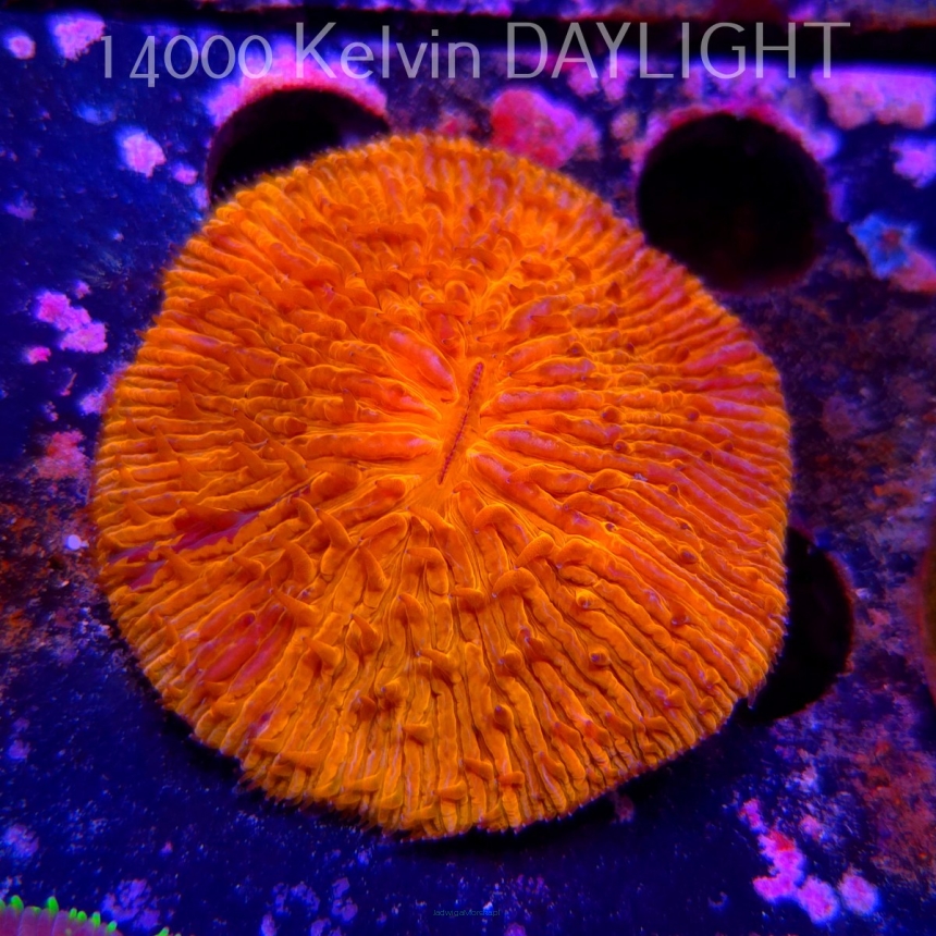  Cycloseris ULTRA GOLD AUSTRALIA (09.03.2025) 