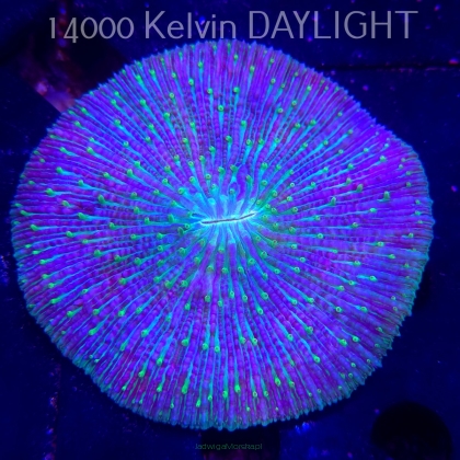 Cycloseris ULTRA BLUE-GREEN (17.01.2026)  10cm