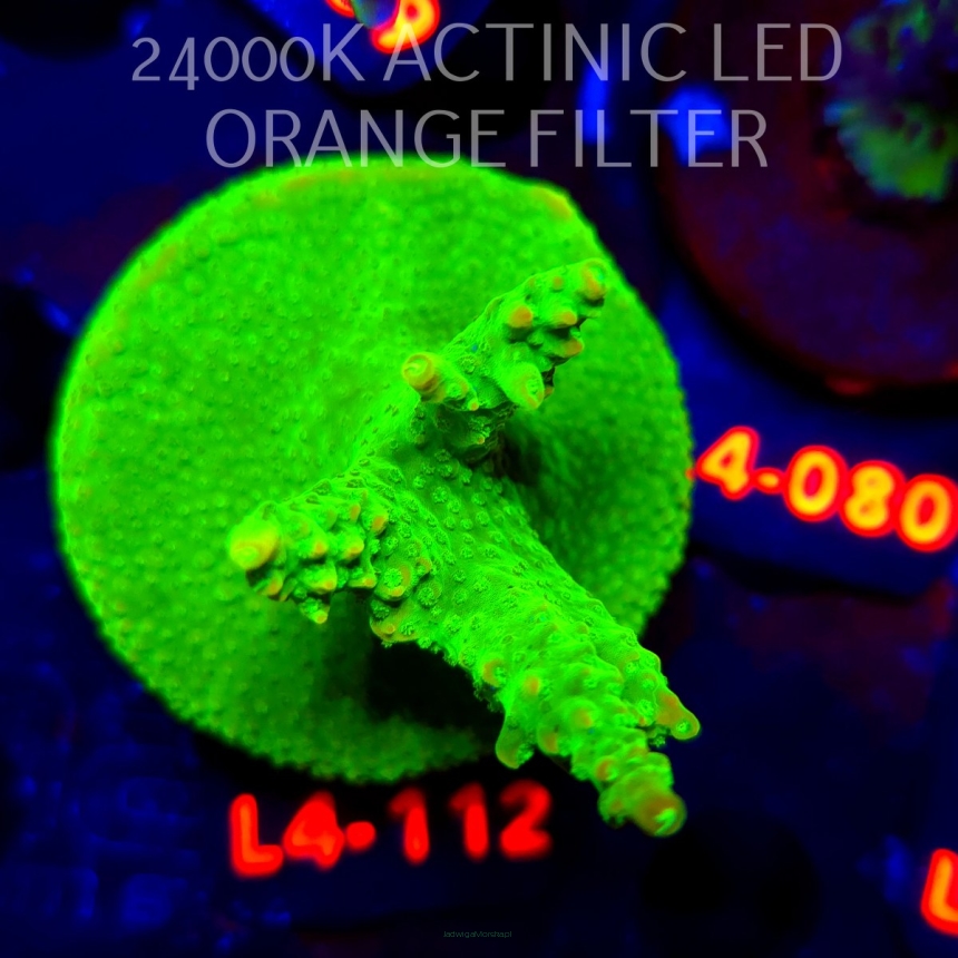 Acropora RR RAINBOW LOOM  (06.01.2026) L4-112  6cm