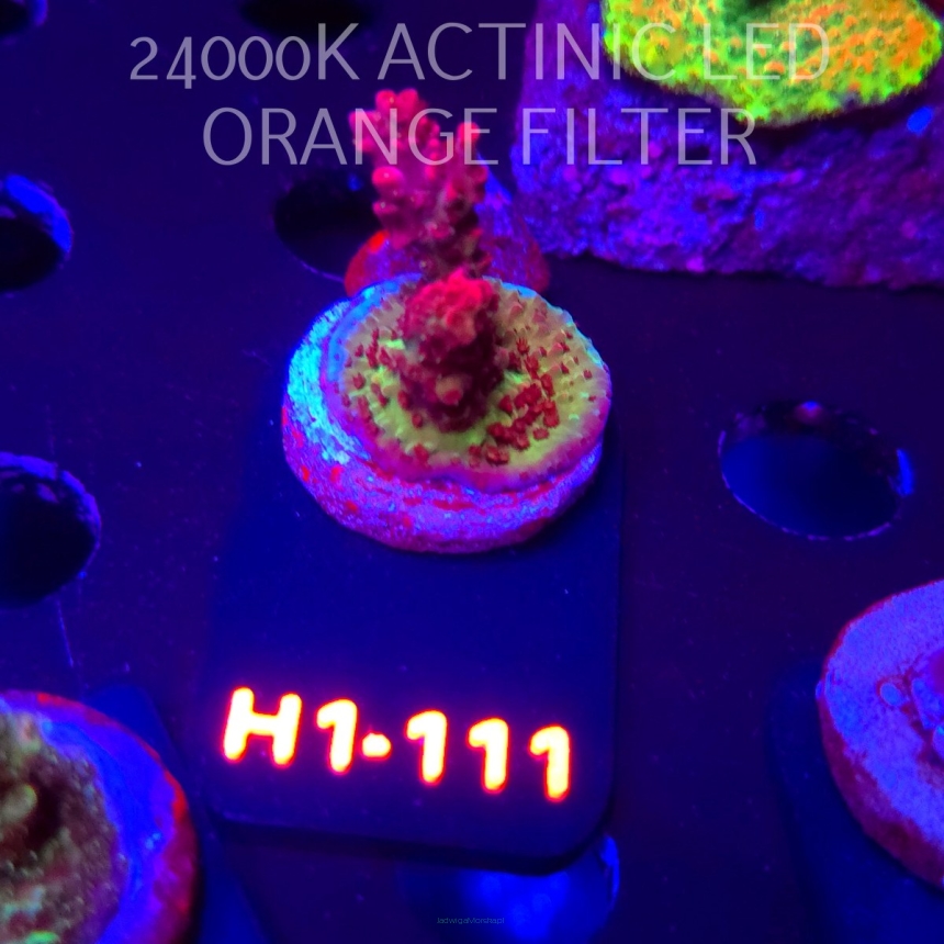 Acropora MICROCLADOS SSC (01.02.2026) H1-111  4cm