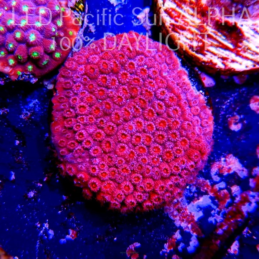 K.O. Cyphastrea JF BLOOD RED  3cm