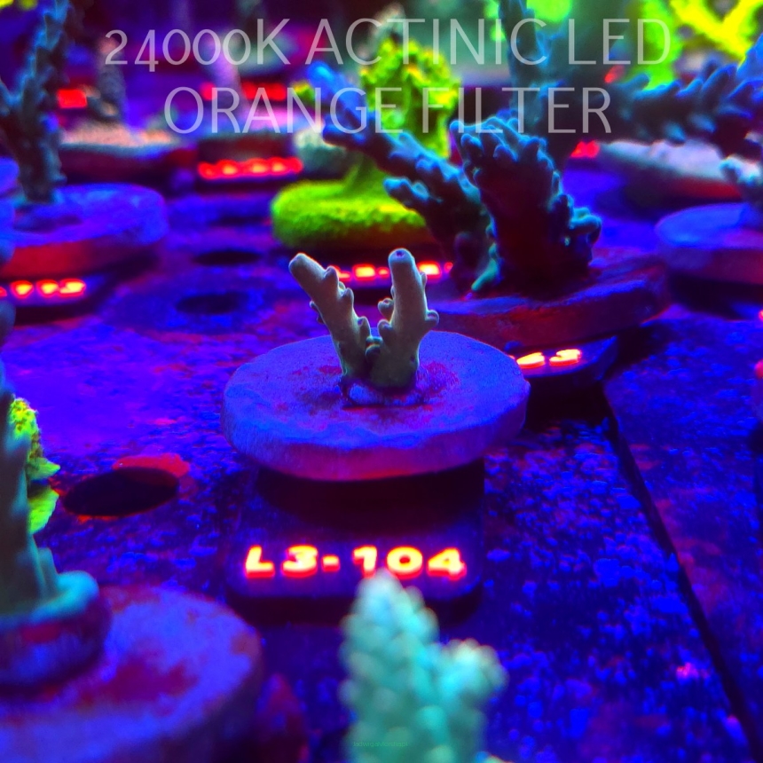 Acropora LORIPES FIJI GOLD (04.01.2026) L3-104  2cm