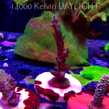 Acropora sp. AUSTRALIA (19.06.2025) L3-III-6  7cm