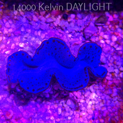 Tridacna maxima ULTRA (20.02.2026) 5cm