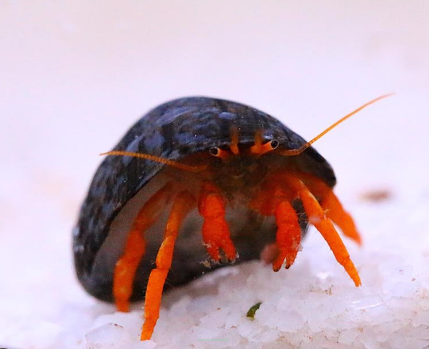 Clibanarius rutilis krab 2 cm (Red leg)