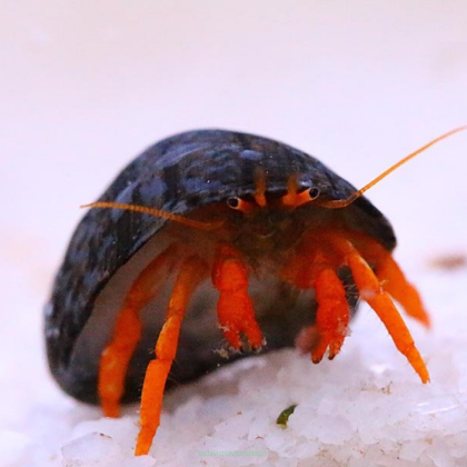 Clibanarius rutilis krab 2 cm (Red leg)