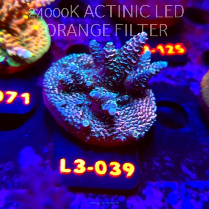 Acropora sp. PREMIUM AUSTRALIA (05.01.2026) L3-039  5cm