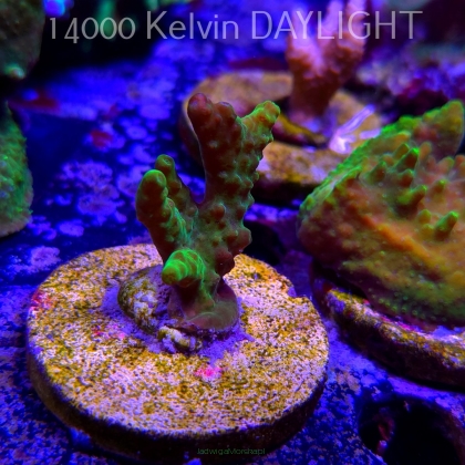 Acropora sp. AUSTRALIA  (21.06.2025) L4-II-17  5cm