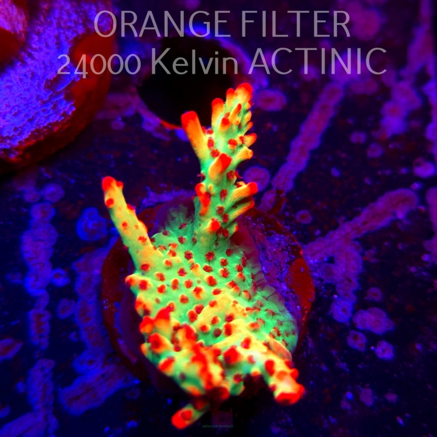  Acropora microclados JMC SIGNATURE STRAWBERRY SHORTCAKE PRIV (07.04.2025) MM6-II-32  4cm
