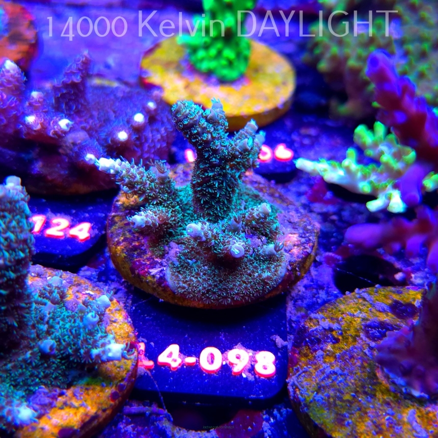 Acropora sp. PREMIUM AUSTRALIA  (07.01.2026) L4-098  5cm
