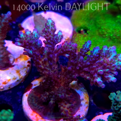 Acropora microclados PINK AUSTRALIA (20.03.2025) L1-III-10  8cm