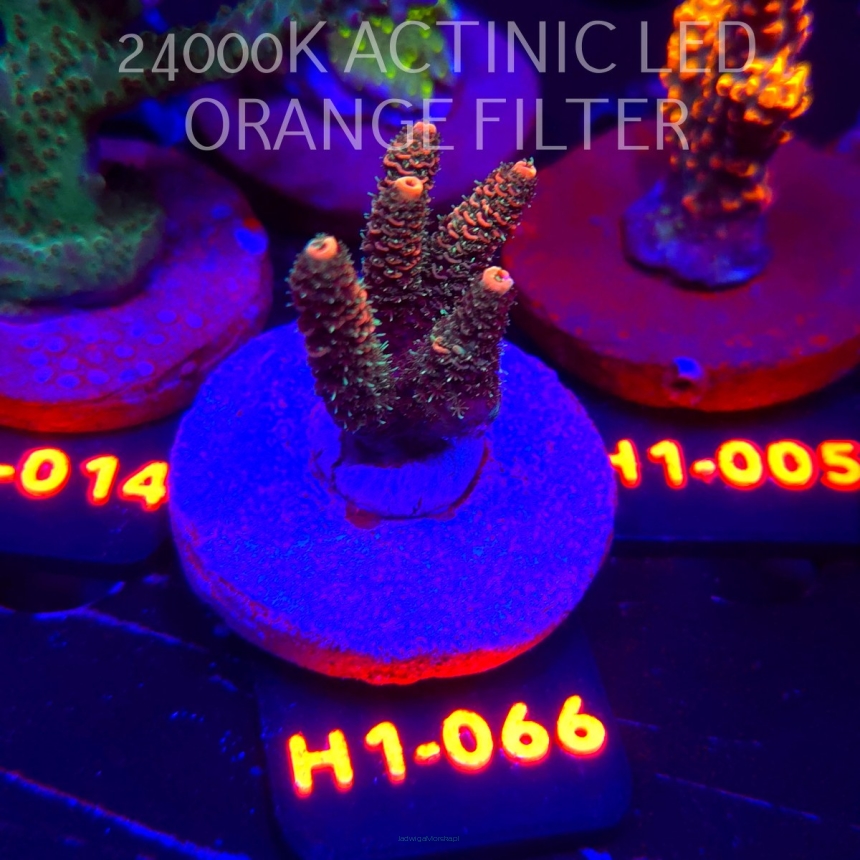 Acropora MILLEPORA RAINBOW (01.02.2026) H1-066  5cm