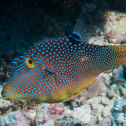 Canthigaster margaritatus rozmiar 9 cm