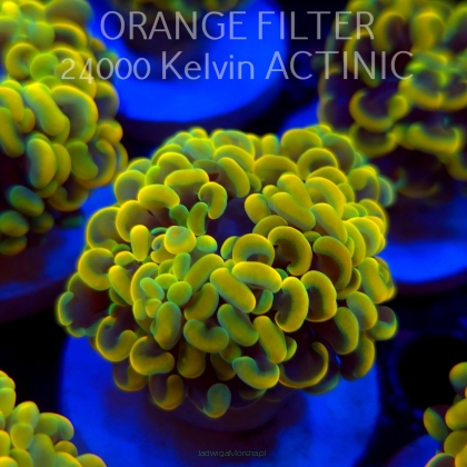 Euphyllia paraancora GOLD HOLOGRAM HAMMER (01.04.2025)